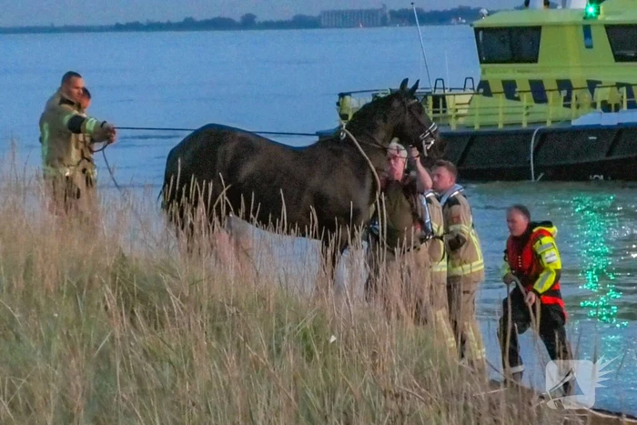 Hulpdiensten ingezet nadat paard verkoeling zoekt in Westerschelde