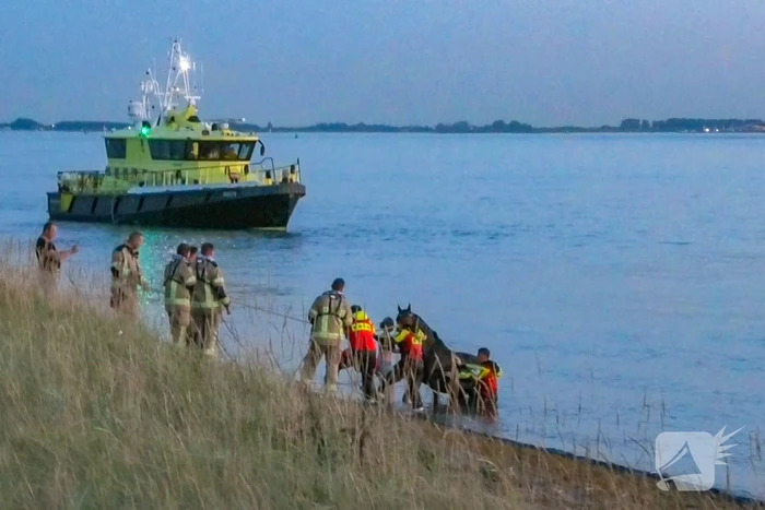 Hulpdiensten ingezet nadat paard verkoeling zoekt in Westerschelde
