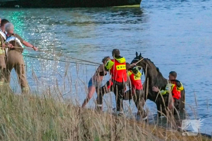 Hulpdiensten ingezet nadat paard verkoeling zoekt in Westerschelde