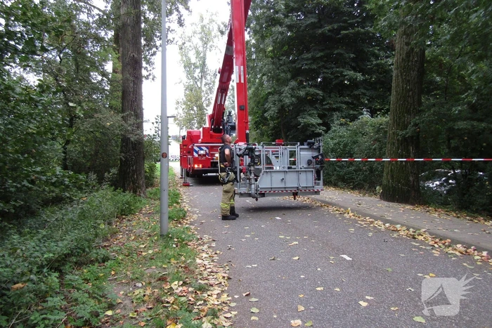 Loshangende tak dreigt te vallen