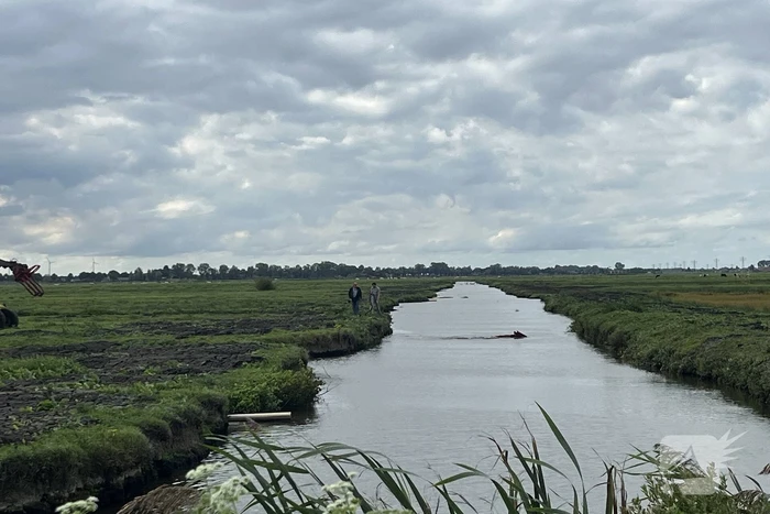 Koe belandt in sloot