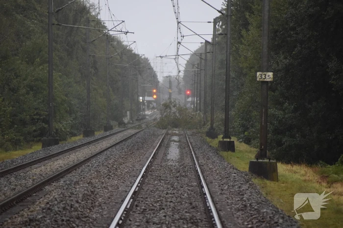 Treinverkeer gestremd door omgevallen boom