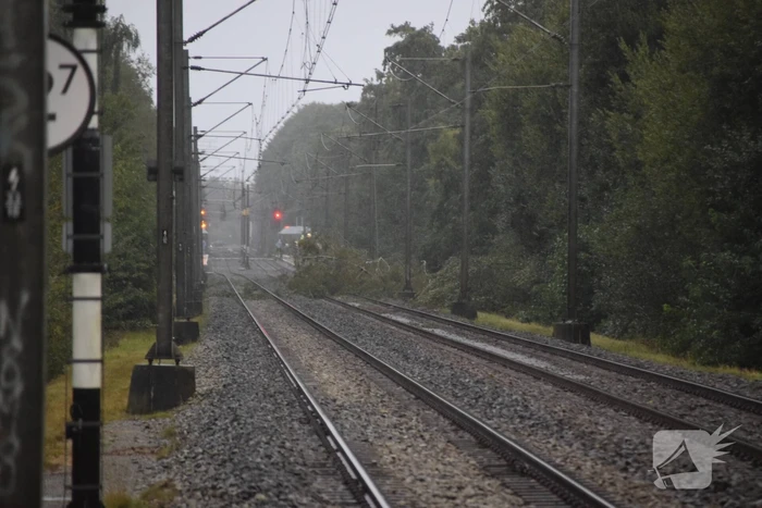 Treinverkeer gestremd door omgevallen boom