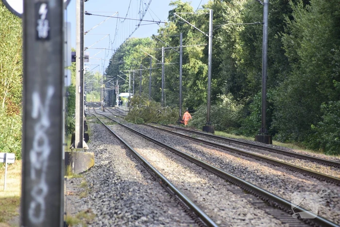Treinverkeer gestremd door omgevallen boom