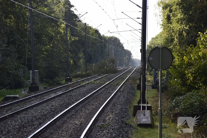 Treinverkeer gestremd door omgevallen boom