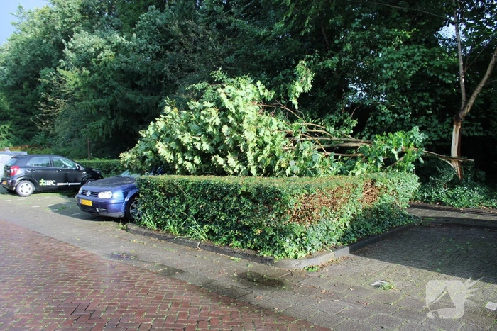 Boom splijt doormidden en valt op auto