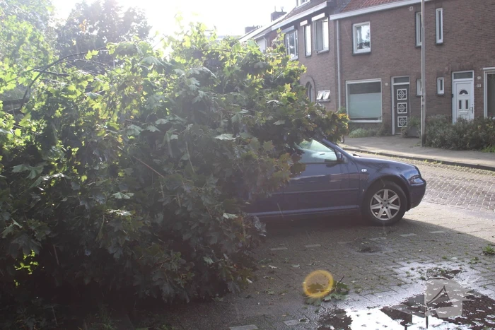 Boom splijt doormidden en valt op auto