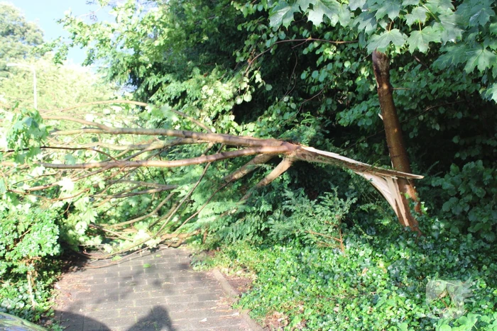 Boom splijt doormidden en valt op auto