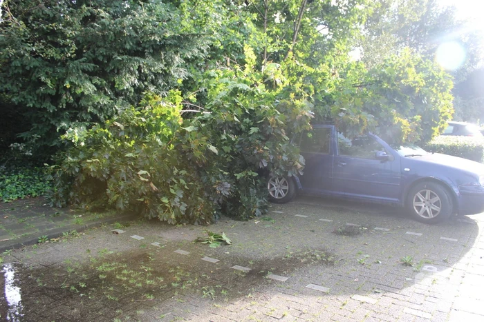 Boom splijt doormidden en valt op auto