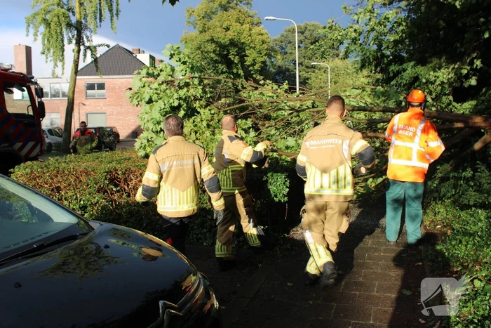 Boom splijt doormidden en valt op auto