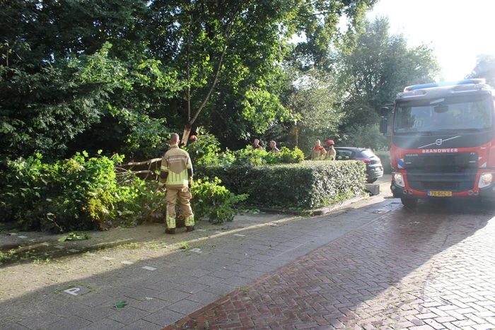 natuur insulindeplein tilburg