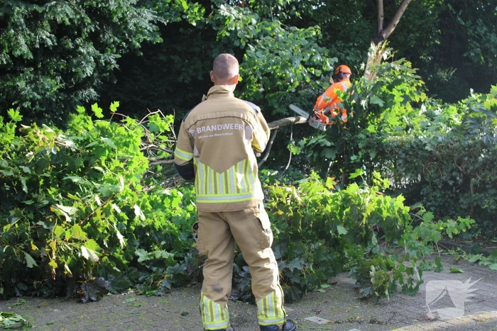 Boom splijt doormidden en valt op auto
