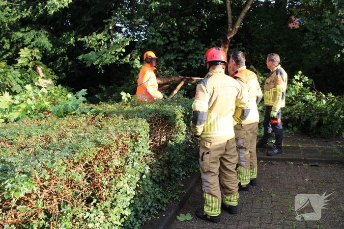 Boom splijt doormidden en valt op auto