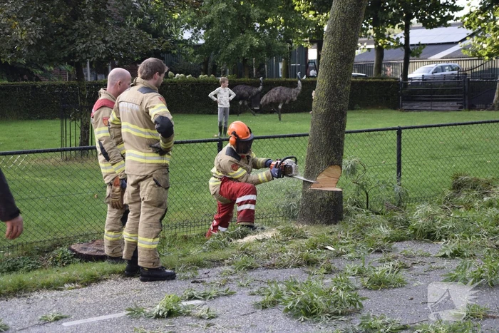 Brandweer voorkomt vallende boom