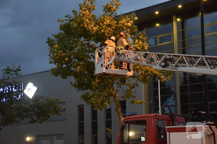 Boom omgekapt wegens stormschade