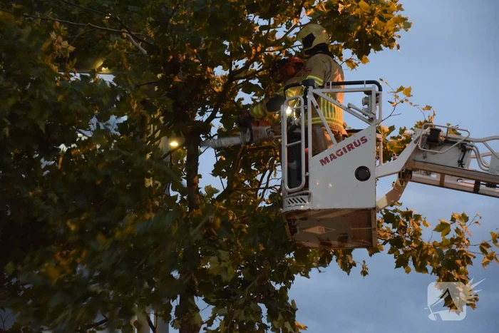 Boom omgekapt wegens stormschade