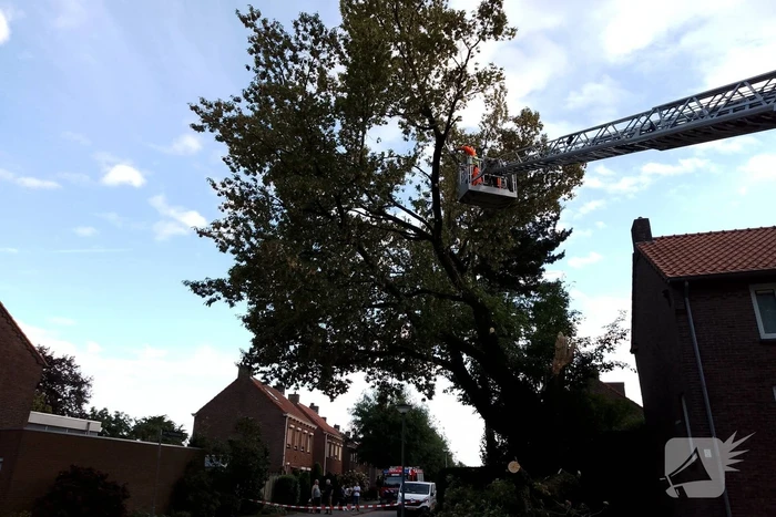 Grote tak van boom afgebroken door harde wind