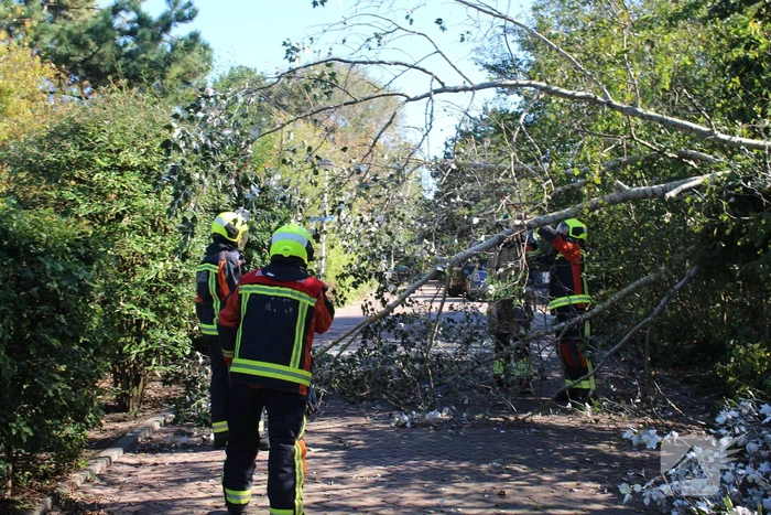 natuur berkenlaan katwijk