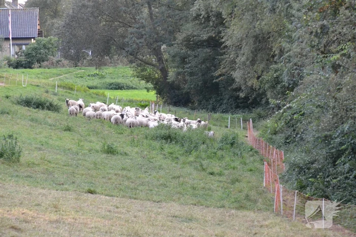Schaap vast in schrikdraad