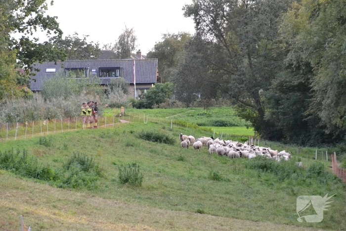 Schaap vast in schrikdraad