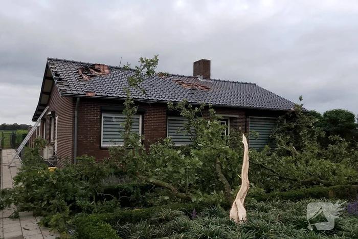 natuur grasdijk nederweert