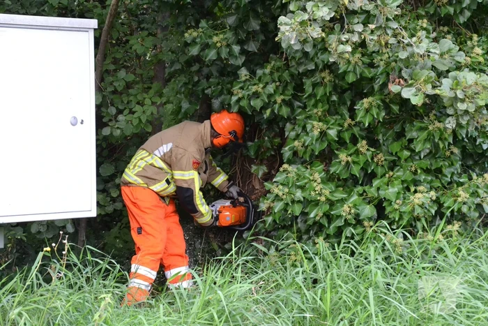 Gevaarlijk hangende boom verwijderd
