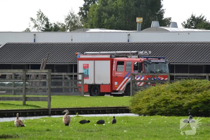 Brandweer ingezet voor te water geraakt paard