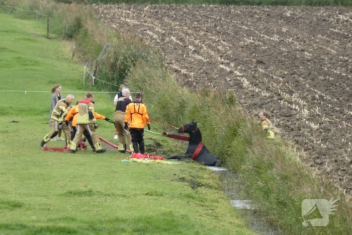 Paard gered uit sloot door brandweer