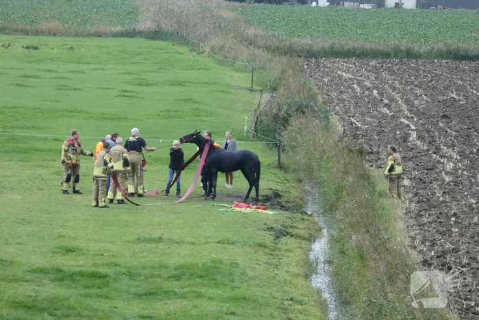 Paard gered uit sloot door brandweer