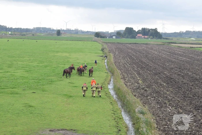 Paard gered uit sloot door brandweer
