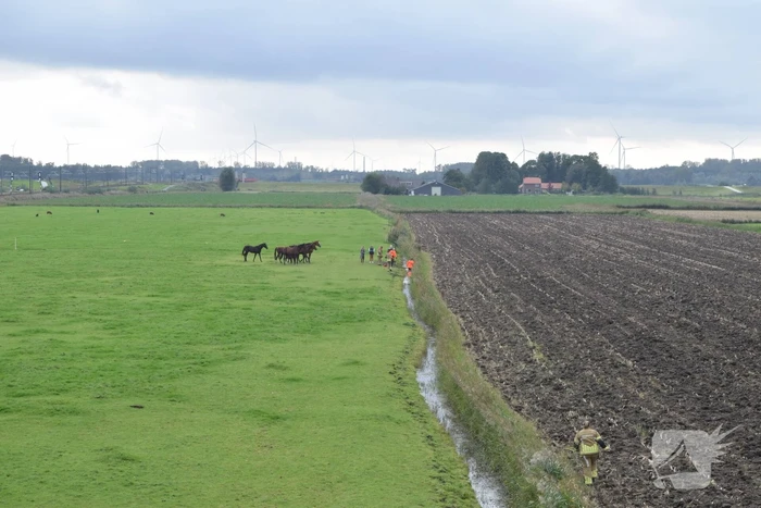 Paard gered uit sloot door brandweer