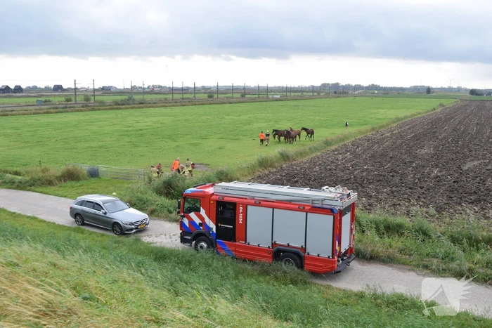 Paard gered uit sloot door brandweer