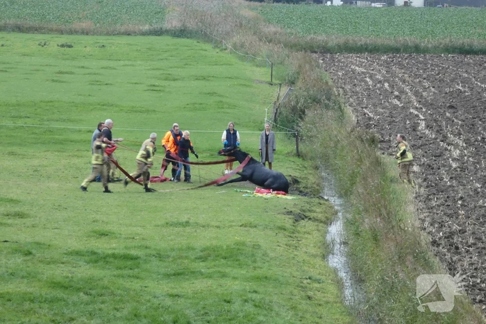 Paard gered uit sloot door brandweer