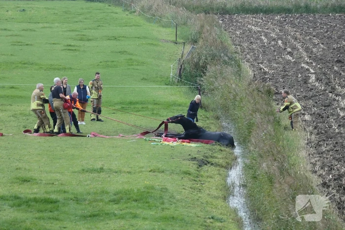 Paard gered uit sloot door brandweer