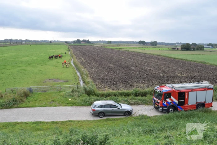 Paard gered uit sloot door brandweer