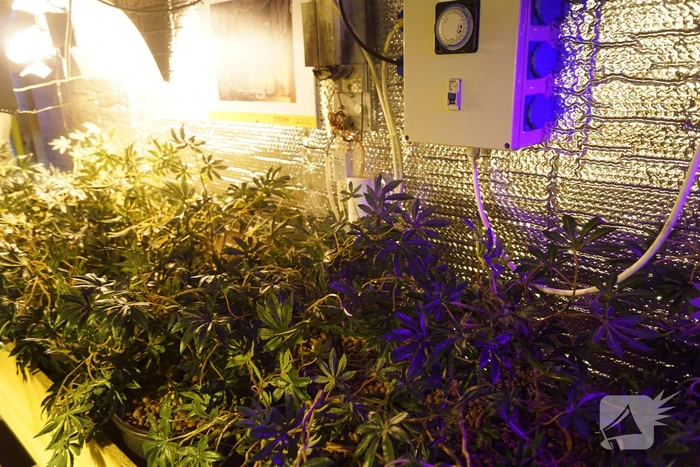 Levensechte hennepkwekerij in centrum