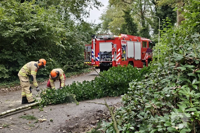 Grote berkentak verspert rijbaan