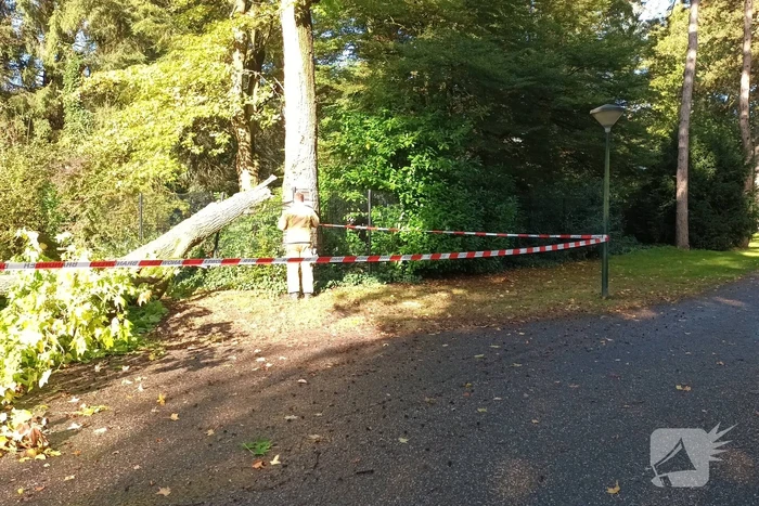 Brandweer ingezet voor afgebroken tak