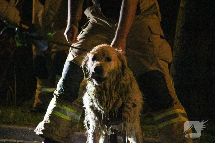 Hond door brandweer uit sloot gered