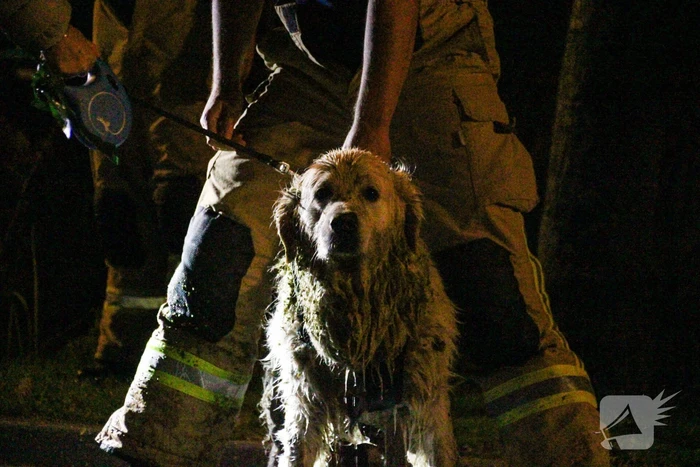 Hond door brandweer uit sloot gered
