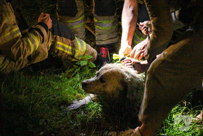 Hond door brandweer uit sloot gered