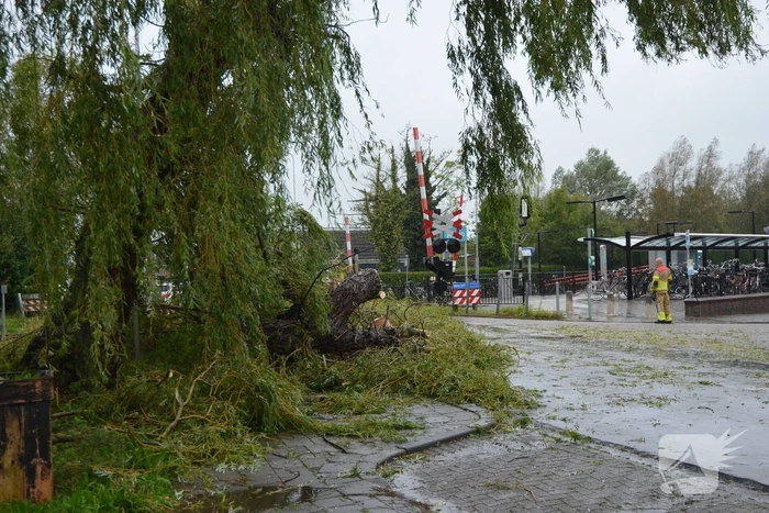 Fietser gewond na omvallen boom