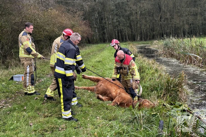 Brandweer haalt Schotse hooglander uit sloot