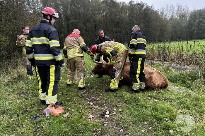 Brandweer haalt Schotse hooglander uit sloot