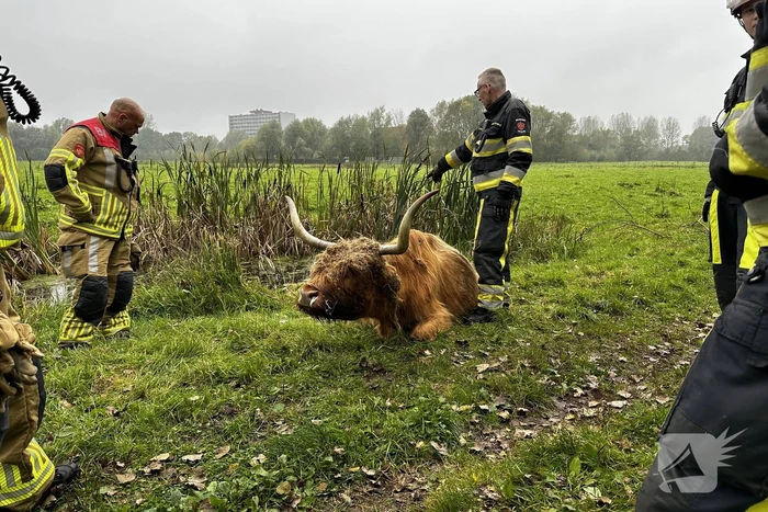 Brandweer haalt Schotse hooglander uit sloot