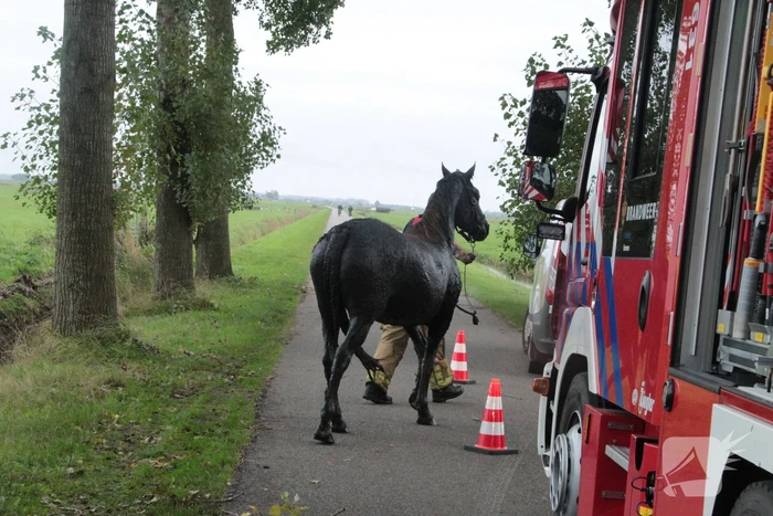 Brandweer en omstanders halen paard uit water