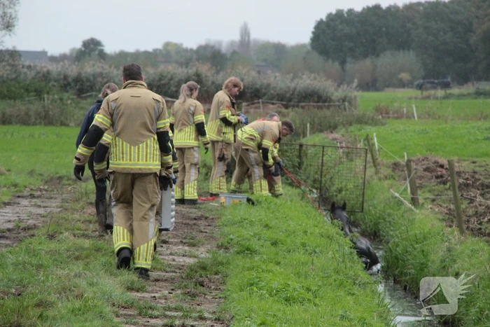Brandweer en omstanders halen paard uit water