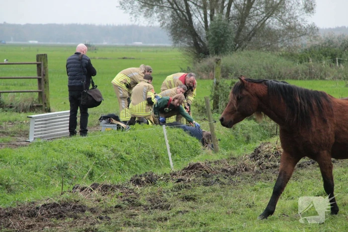 Brandweer en omstanders halen paard uit water
