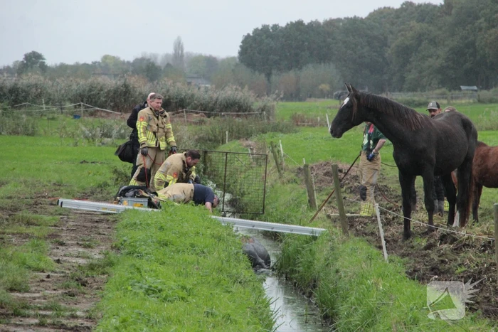 Brandweer en omstanders halen paard uit water