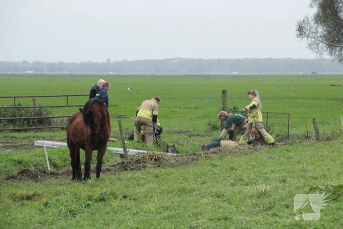 Brandweer en omstanders halen paard uit water